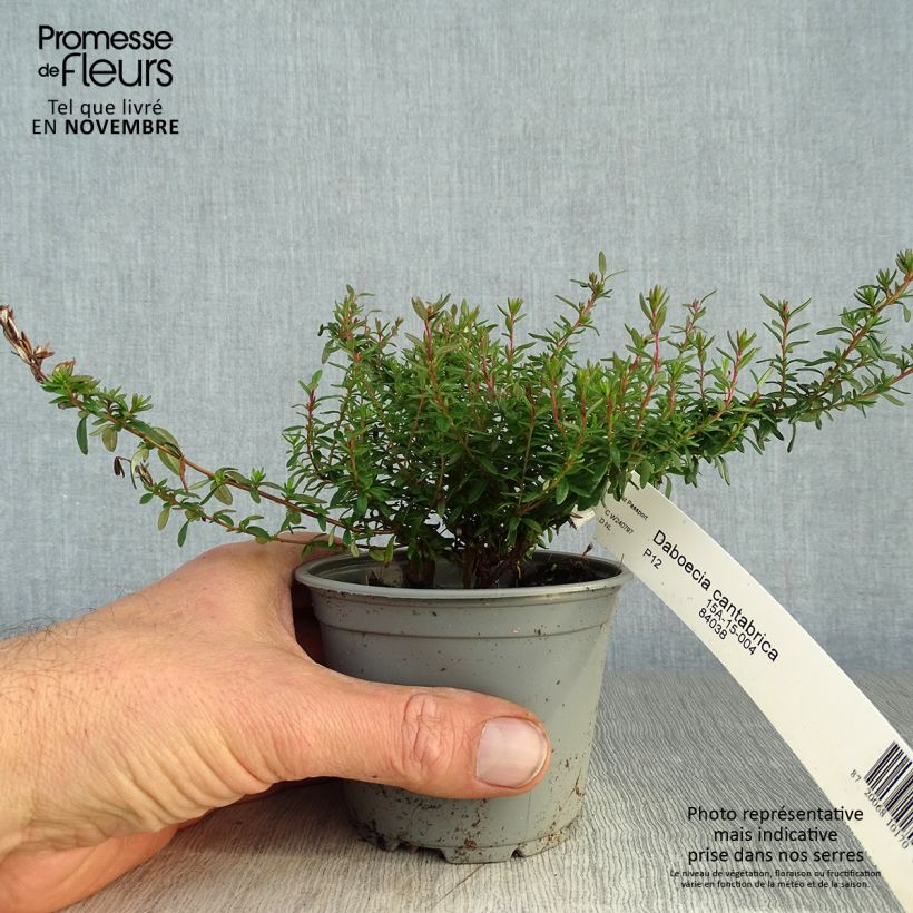 Exemplaar van Daboecia cantabrica - Ierse heide Pot van 10 cm/11 cm zoals geleverd in de herfst