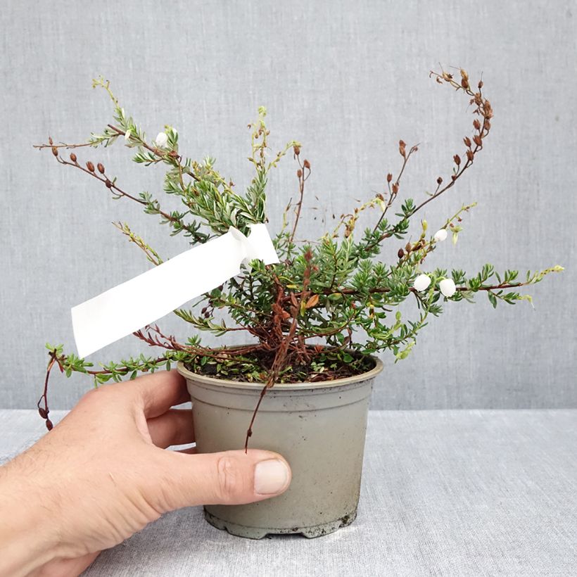 Exemplaar van Daboecia cantabrica Creeping White - Ierse heide Pot van 10 cm/11 cm zoals geleverd in de herfst
