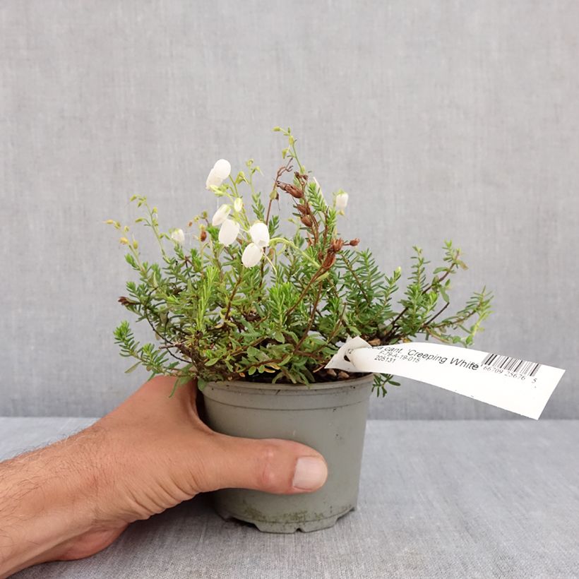 Exemplaar van Daboecia cantabrica Creeping White - Ierse heide Pot van 12 cm / 13 cm zoals geleverd in de zomer
