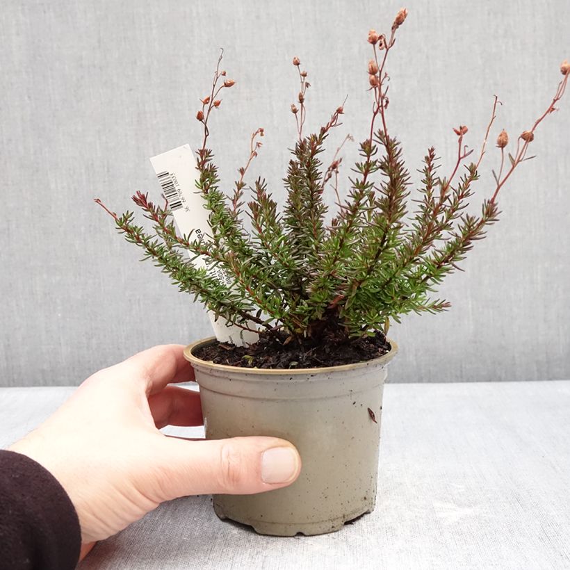 Exemplaar van Daboecia cantabrica Purpurea - Ierse heide Pot van 10 cm/11 cm zoals geleverd in de winter