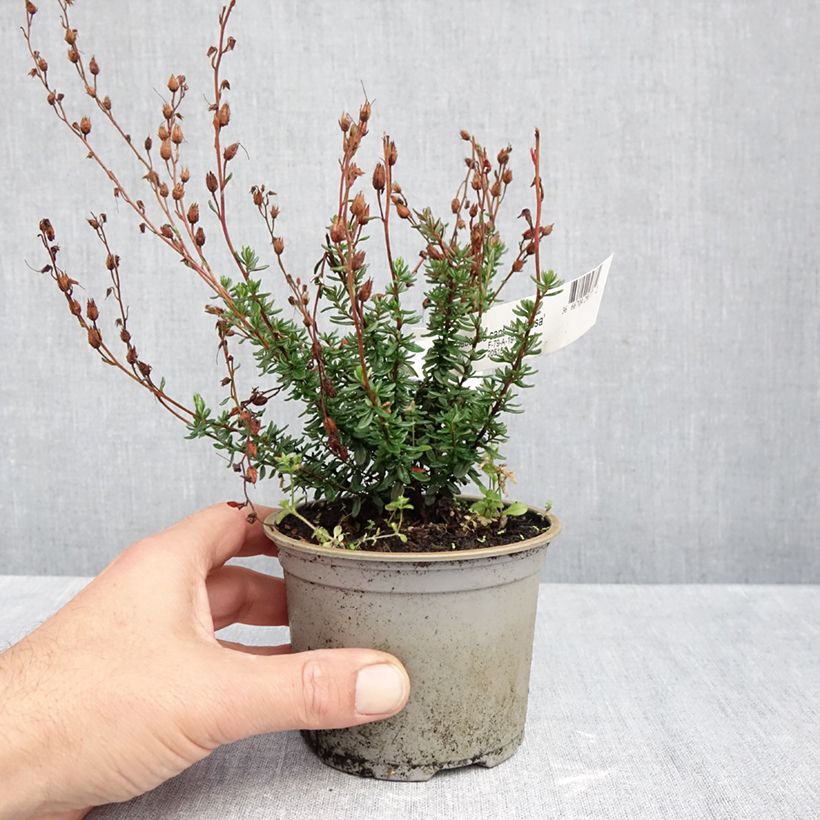 Exemplaar van Daboecia cantabrica Vanessa - Ierse heide Pot van 10 cm/11 cm zoals geleverd in de herfst