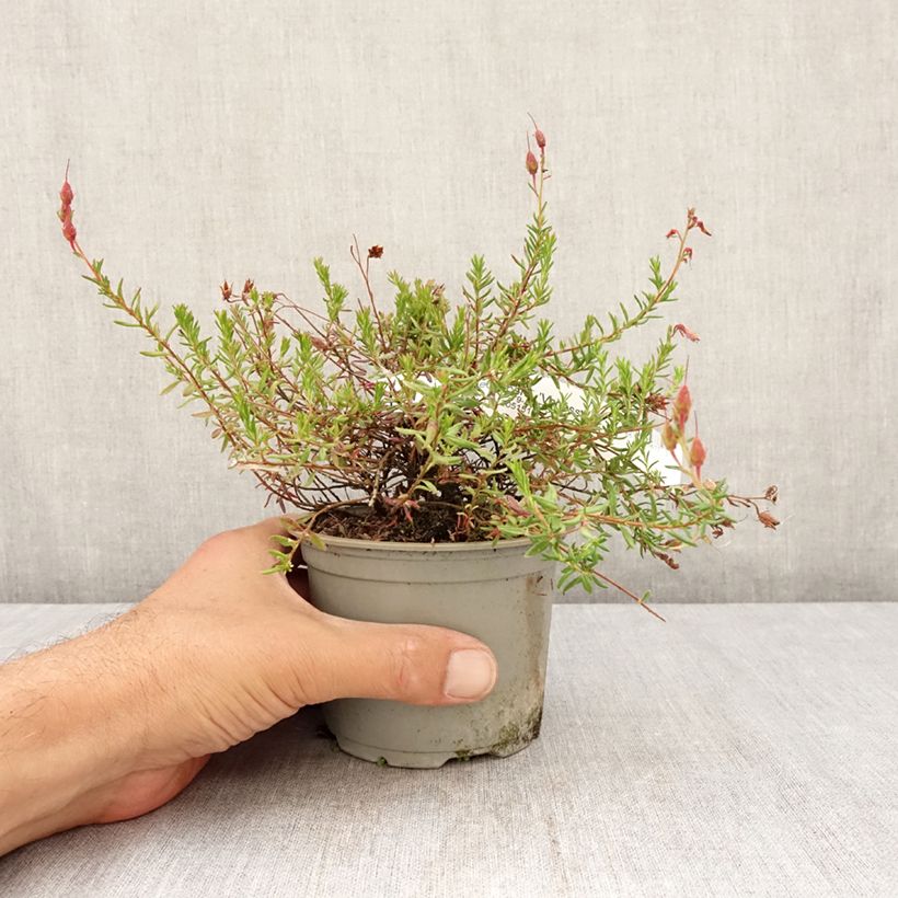 Exemplaar van Daboecia cantabrica Vanessa - Ierse heide Pot van 12 cm / 13 cm zoals geleverd in de zomer