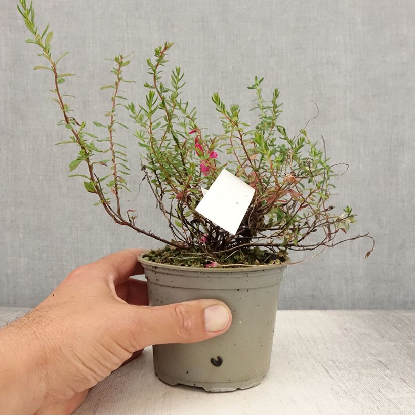 Exemplaar van Daboecia cantabrica Waley's Red - Ierse heide Pot van 12 cm / 13 cm zoals geleverd in de zomer