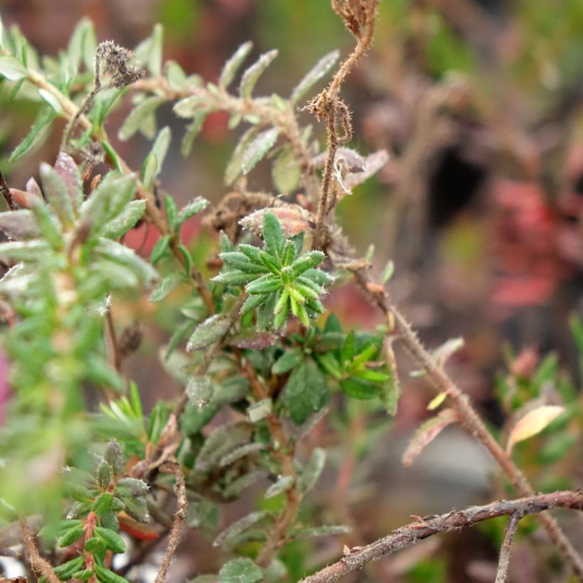 Daboecia scotica William Buchanan - Ierse heide (Blad)