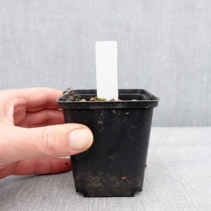 Example of Dactylorhiza alpestris - Orchis des Alpes Kweekpotje van 8/9 cm as you get in hiver