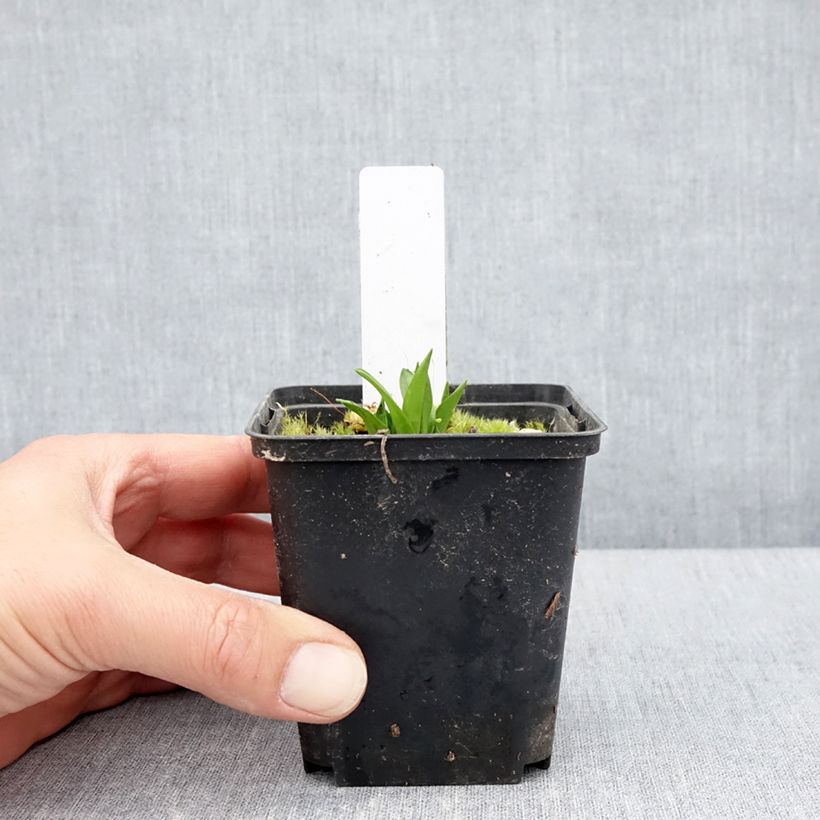 Exemplaar van Dactylorhiza alpestris - Brede orchis Kweekpotje van 8/9 cm zoals geleverd in de lente