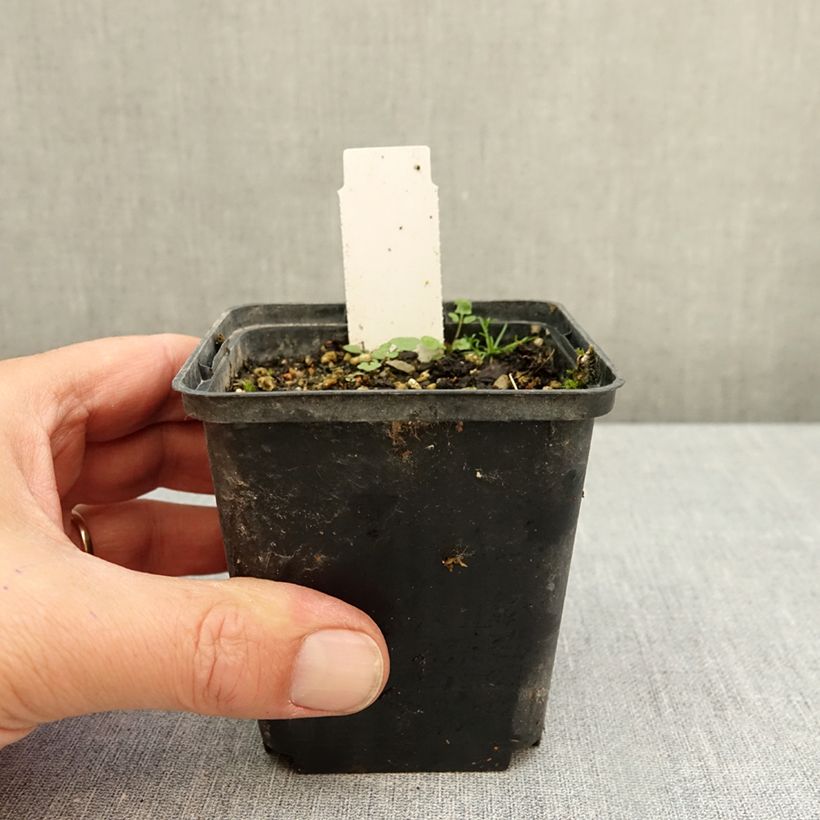 Exemplaar van Dactylorhiza fuchsii Alba - Bosorchis Kweekpotje van 8/9 cm zoals geleverd in de herfst