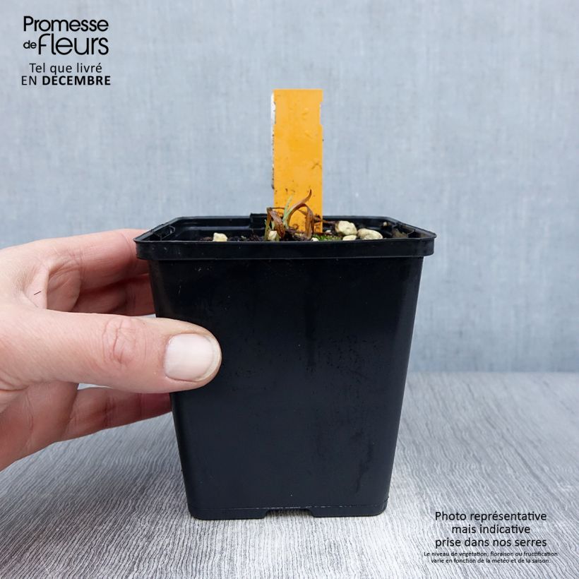 Example of Dactylorhiza fuchsii - Bosorchis Kweekpotje van 8/9 cm as you get in hiver