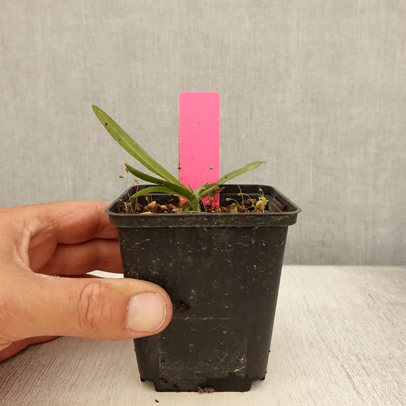 Exemplaar van Dactylorhiza maculata - Gevlekte orchis Kweekpotje van 8/9 cm zoals geleverd in de zomer