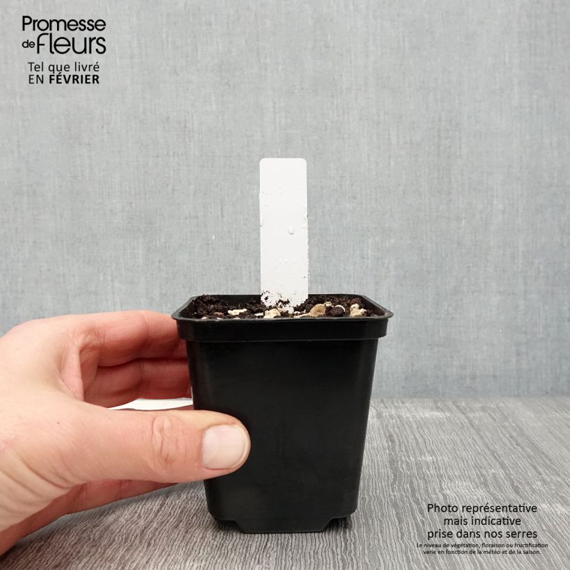 Example of Dactylorhiza praetermissa - Rietorchis Kweekpotje van 8/9 cm as you get in hiver