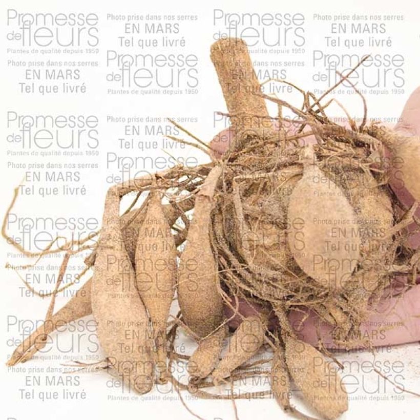 Example of Dahlia anémone Blue Bayou Bol size I as you get