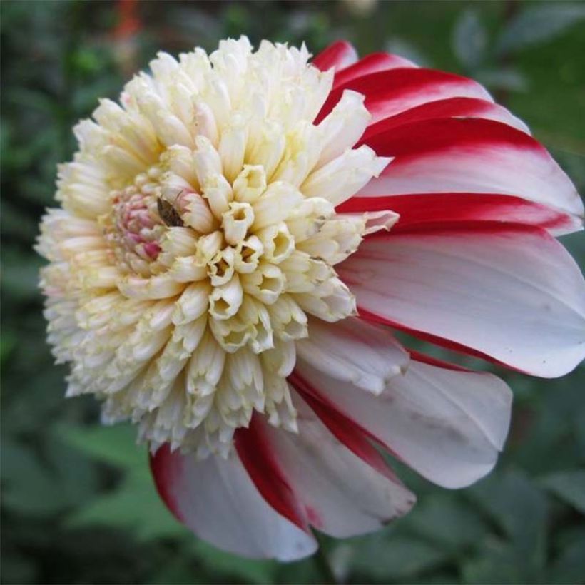 Dahlia Bon Odori - Anemoonbloemige dahlia (Bloei)