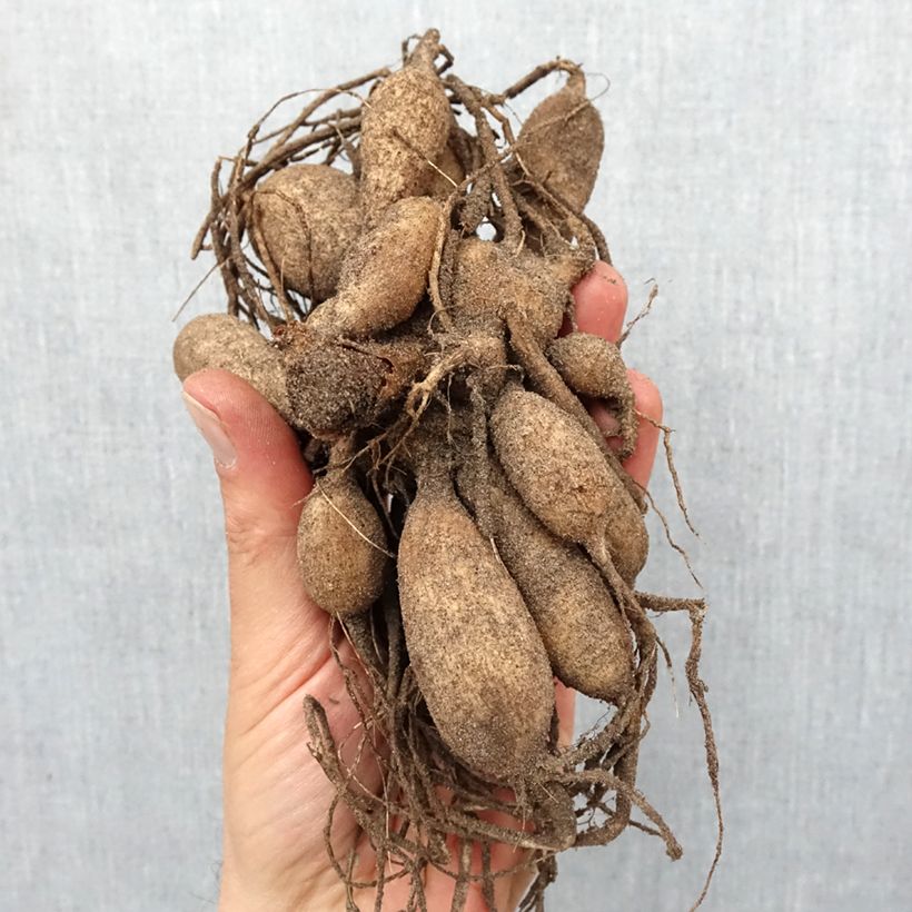 Exemplaar van Dahlia Purple Bouquet - anemoonbloemige dahlia Bol kaliber I zoals geleverd in de lente