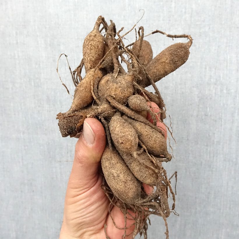 Example of Dahlia anémone Speech Bol size I as you get in printemps