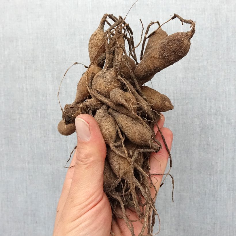 Example of Dahlia Totally Tangerine - Anemoondahlia Bol size I as you get in printemps