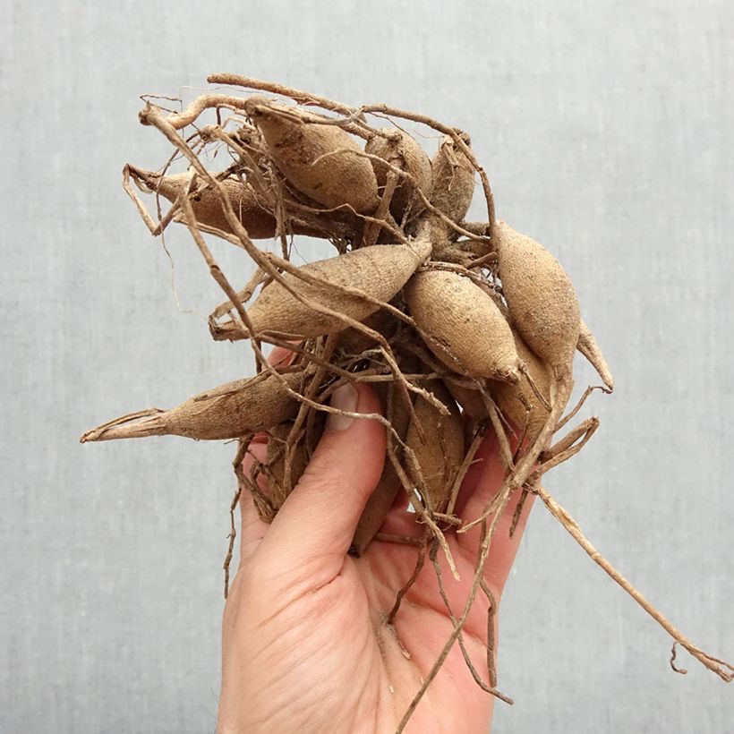 Example of Dahlia balle Amber Crystal Bol size I as you get in printemps