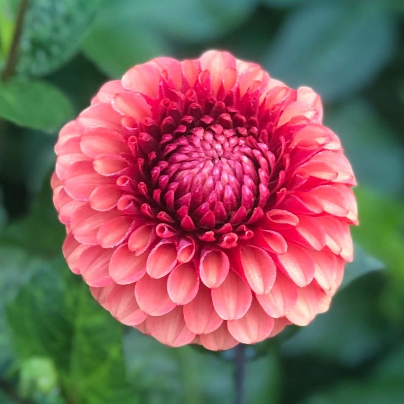 Dahlia Brown Sugar - baldahlia (Flowering)