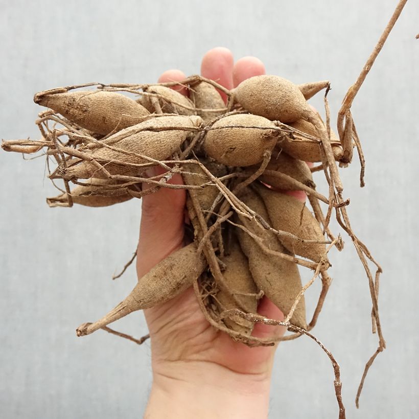 Example of Dahlia balle Janick's Symphony Bol size I as you get in printemps