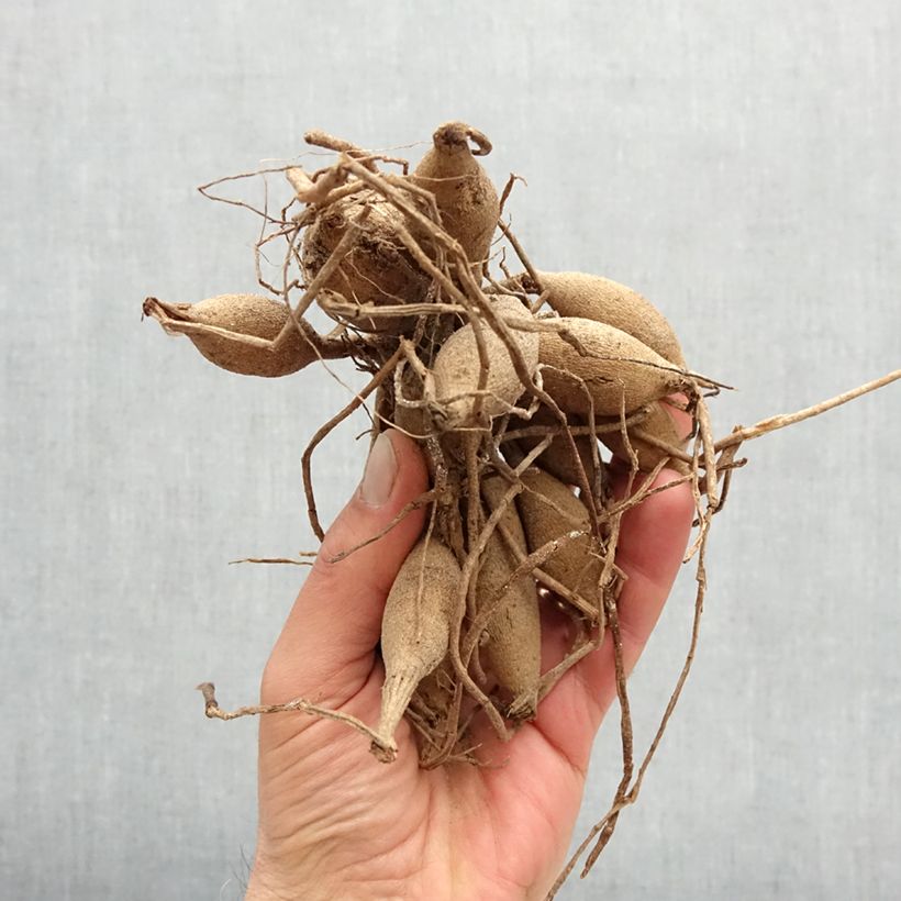 Exemplaar van Dahlia Jescot Lingold - baldahlia Bol kaliber I zoals geleverd in de lente