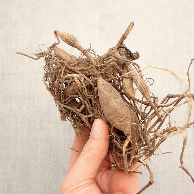 Exemplaar van Dahlia balle New Baby Bol kaliber I zoals geleverd in de lente