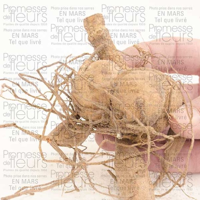 Voorbeeld van een exemplaar van Dahlia Berner Oberland - waterleliedahlia Bol kaliber I zoals geleverd