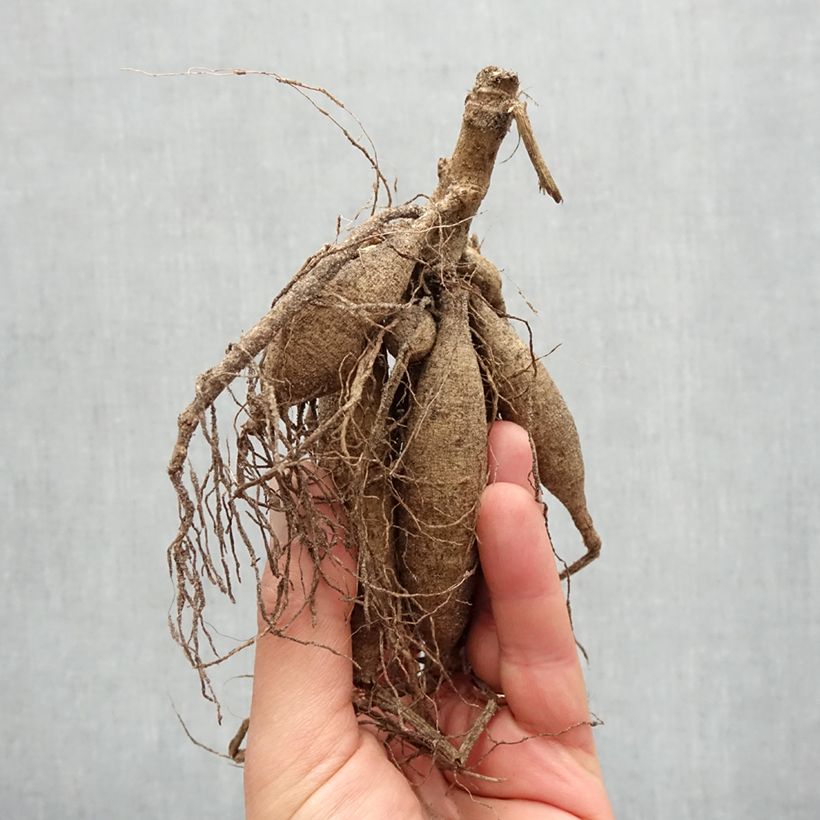 Example of Dahlia cactus dentelle Striped Ambition Bol size I as you get in printemps