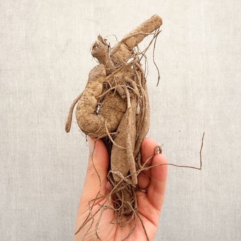 Exemplaar van Dahlia cactus Mingus Julie Bol kaliber I zoals geleverd in de lente