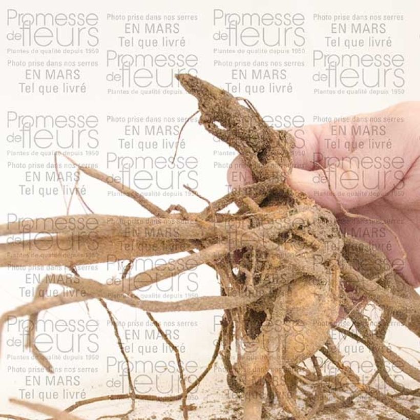 Example of Dahlia cactus My Love Bol size I as you get