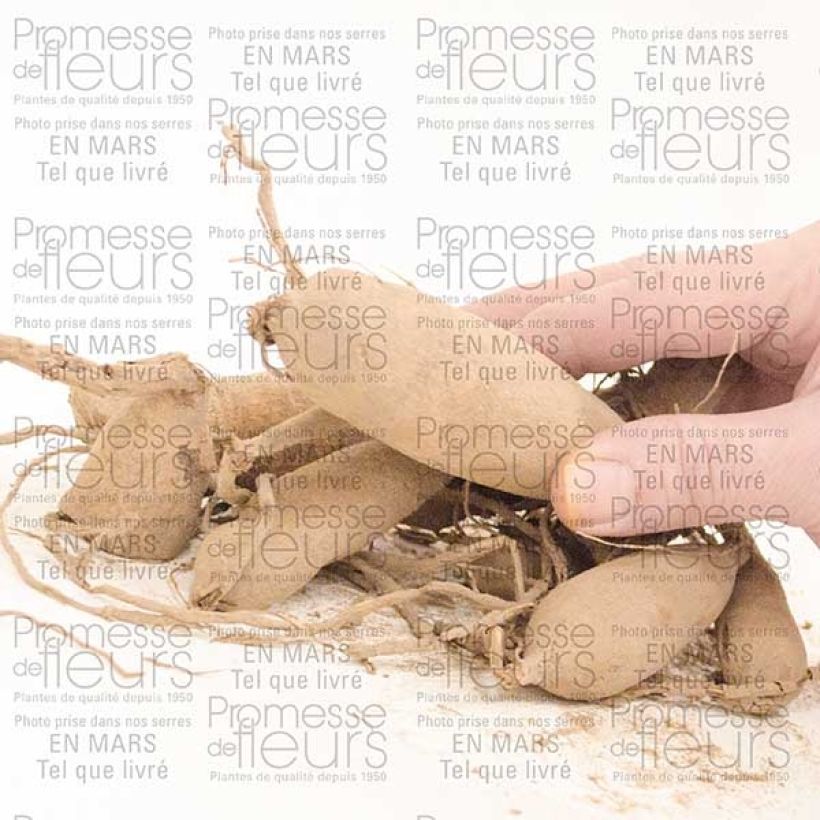 Voorbeeld van een exemplaar van Dahlia Worton Blue Streak - Semicactus dahlia Bol zoals geleverd