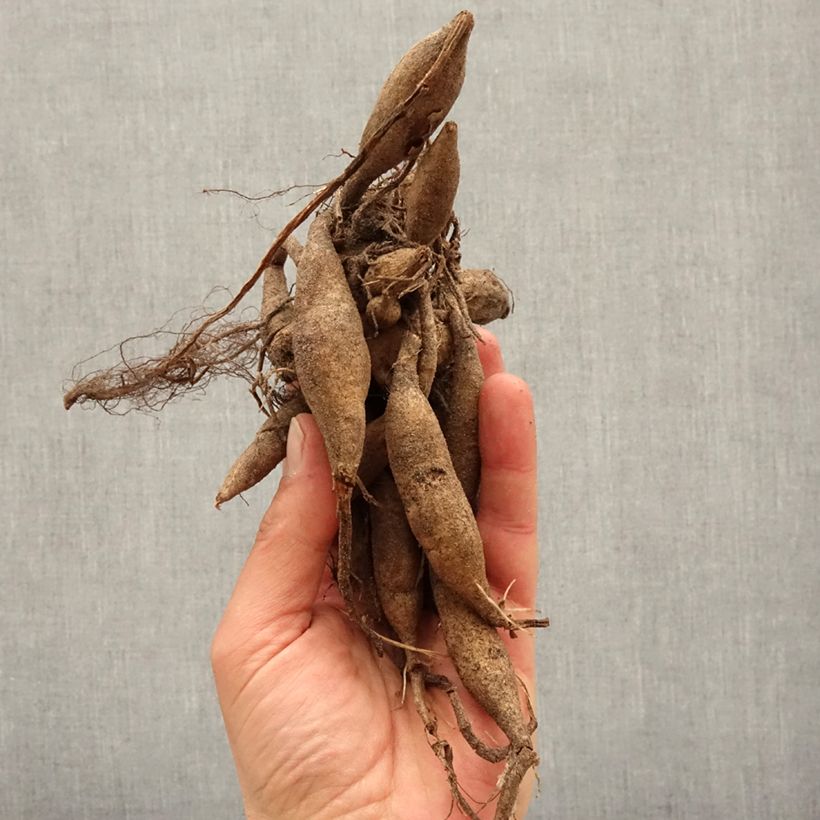 Example of Dahlia camélia Gerrie Hoek Bol size I as you get in printemps