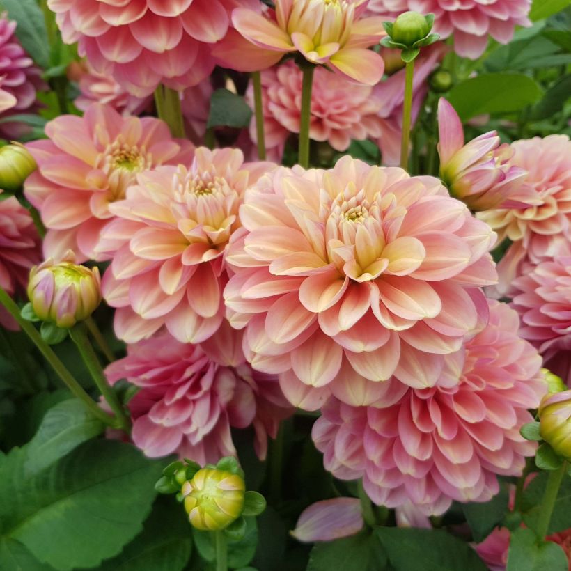 Dahlia Milena Fleur - Waterleliedahlia (Flowering)