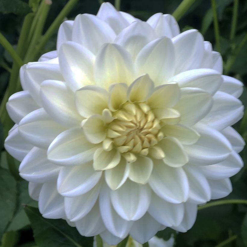 Dahlia Peace Pact - Waterleliedahlia (Bloei)
