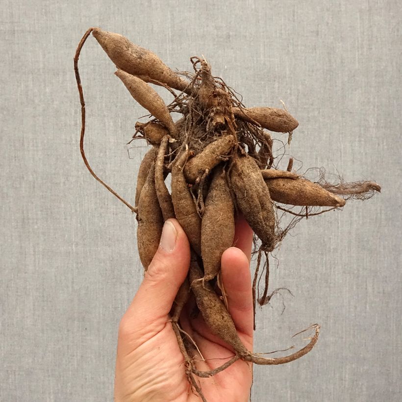 Example of Dahlia camélia Seduction Bol size I as you get in printemps