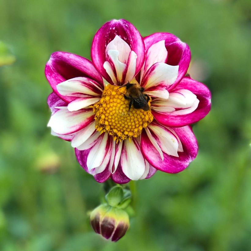 Dahlia Bumble Rumble - collerettedahlia (Flowering)