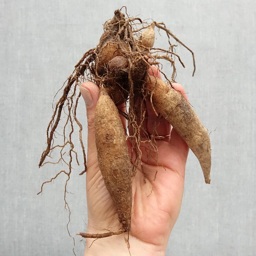 Exemplaar van Dahlia Giggles collerette Bol zoals geleverd in de lente