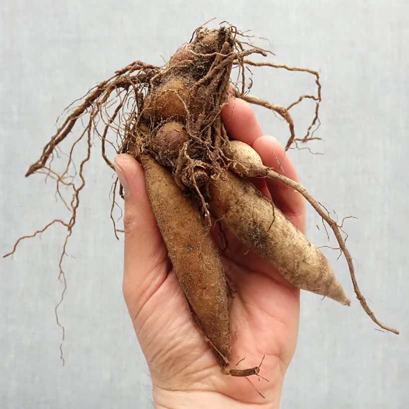 Example of Dahlia collerette Hartenaas Bol size I as you get in printemps