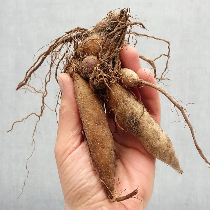 Example of Dahlia collerette Impression Fantastico Bol size I as you get in printemps