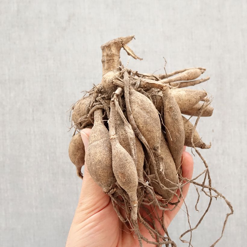 Exemplaar van Dahlia Mister Blue - decoratieve dahlia Bol kaliber I zoals geleverd in de lente
