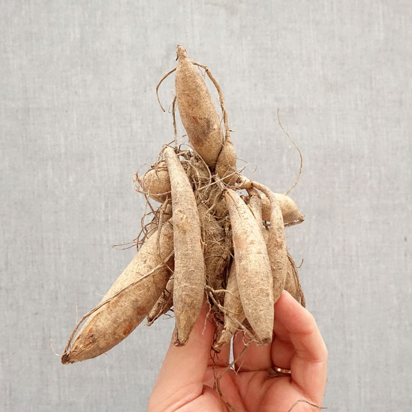 Exemplaar van Dahlia Tanita - decoratieve dahlia Bol kaliber I zoals geleverd in de lente