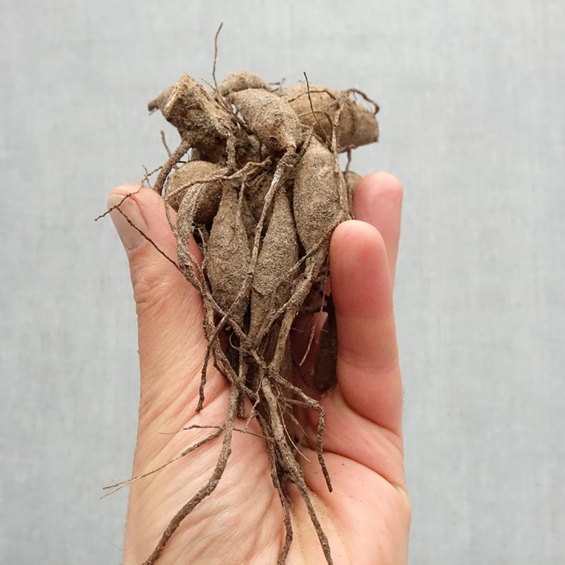 Exemplaar van Dahlia Anne Cornelia - decoratieve dahlia Bol kaliber I zoals geleverd in de lente