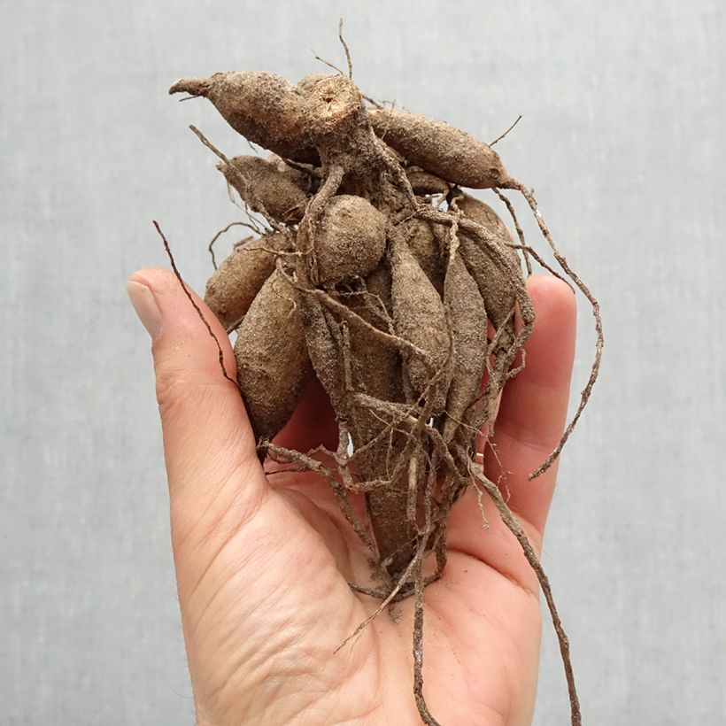 Exemplaar van Dahlia Audace - decoratieve dahlia Bol zoals geleverd in de lente