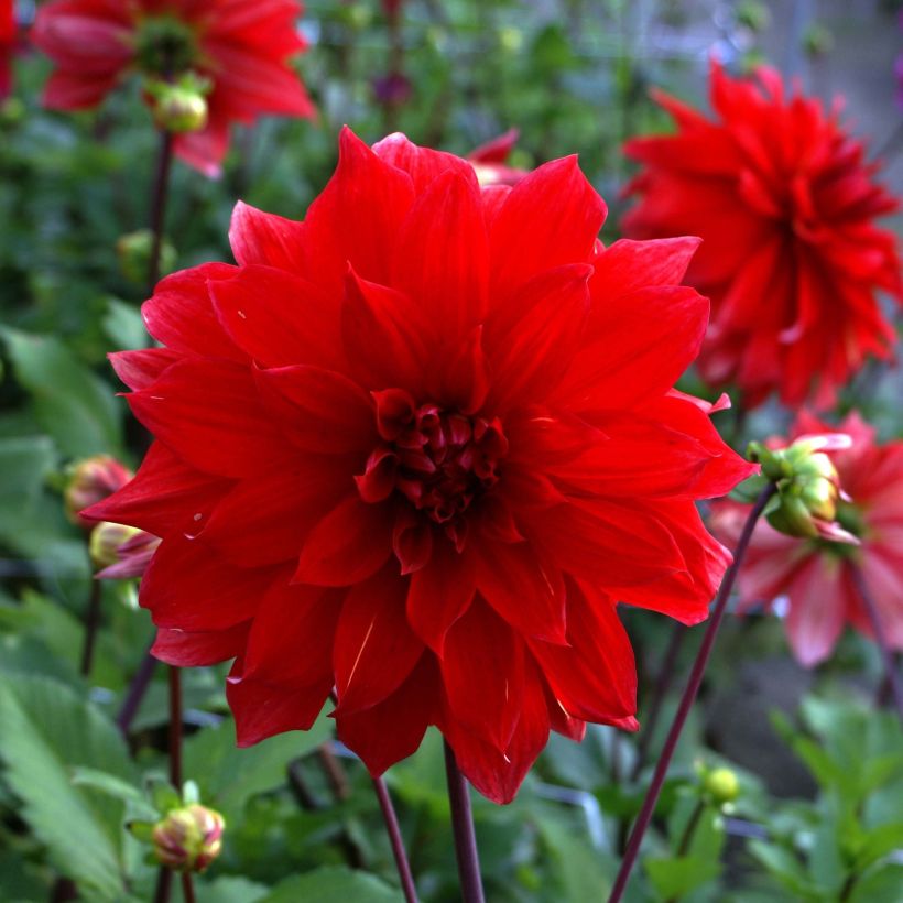 Dahlia Babylon - decoratieve dahlia rood (Flowering)