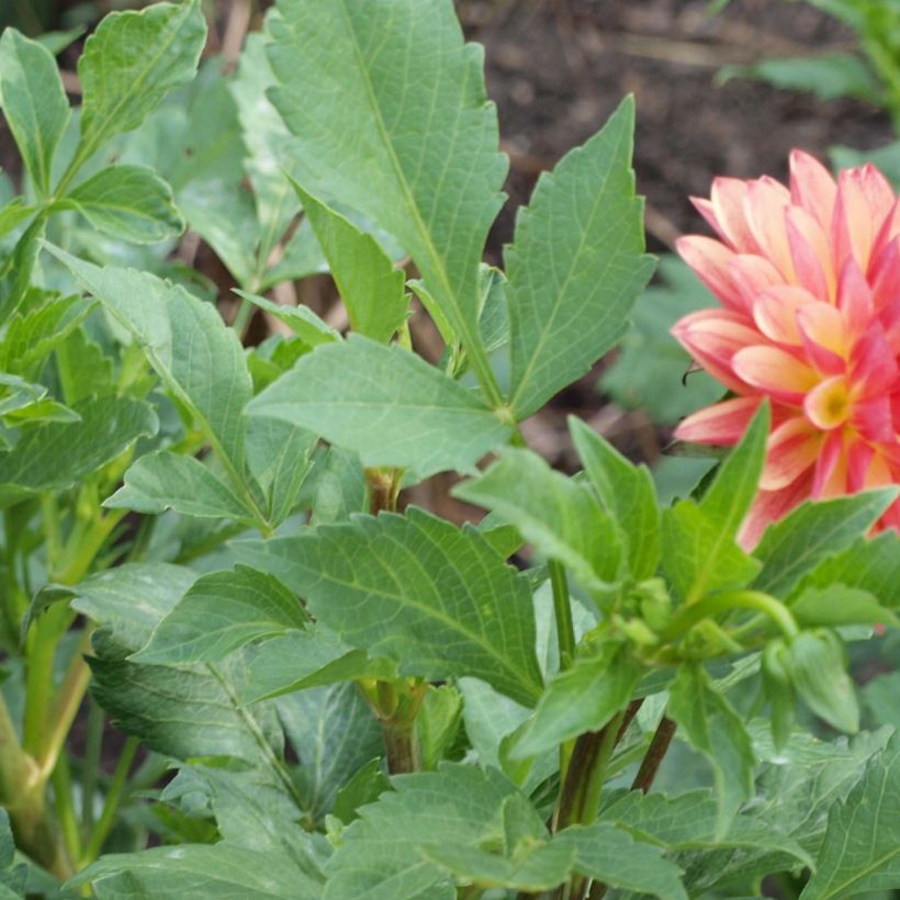 Dahlia Crazy Legs - decoratieve dahlia (Foliage)