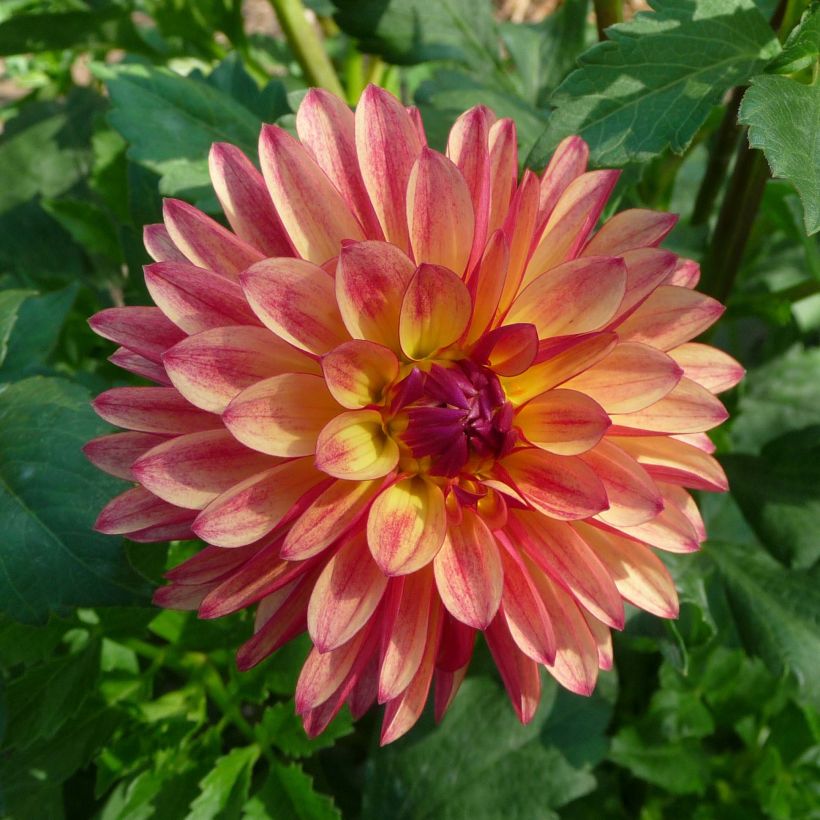 Dahlia Crazy Legs - decoratieve dahlia (Flowering)