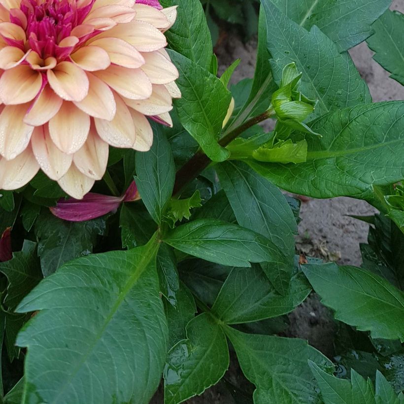 Dahlia Crème de Cognac - decoratieve dahlia (Foliage)