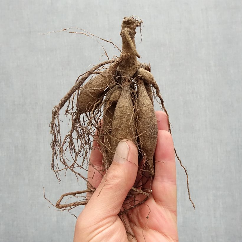 Example of Dahlia décoratif Dutch Delight Bol size I as you get in printemps