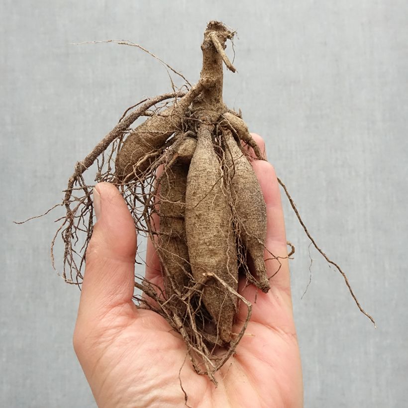 Exemplaar van Dahlia Hawaii - decoratieve dahlia Bol kaliber I zoals geleverd in de lente