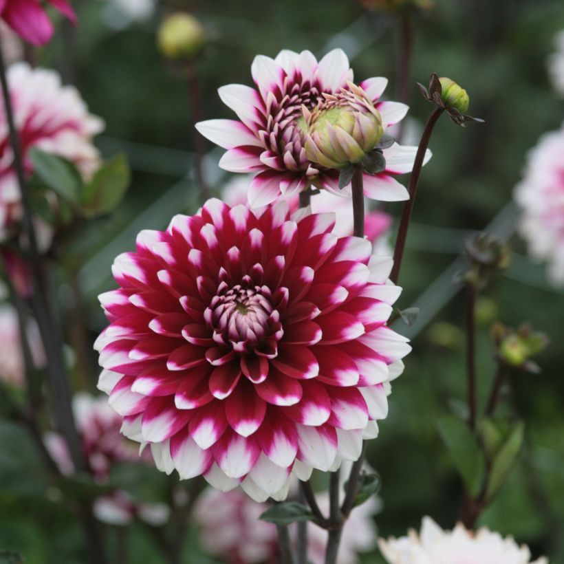 Dahlia Karma Yin Yang - decoratieve dahlia (Bloei)