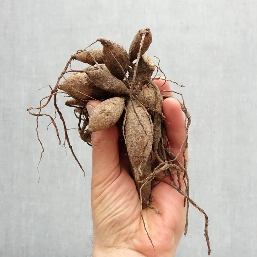 Example of Dahlia décoratif Mondriaan Bol Kaliber/Größe I as you get in printemps