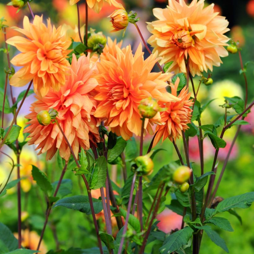 Dahlia Motto - decoratieve dahlia (Flowering)